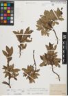 Foto von Salix helvetica Vill. x Salix waldsteiniana Willd.